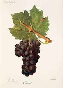 Cornet druva av J. Troncy av Jules Troncy
