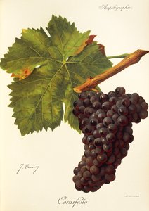 Cornifesto druva av J. Troncy av Jules Troncy