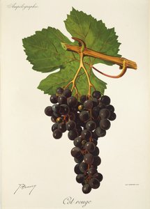 Cot Rouge druva av J. Troncy av Jules Troncy