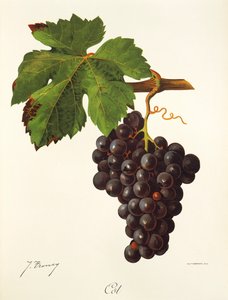 Cot druva av J. Troncy av Jules Troncy