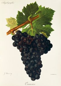 Counoise druva av J. Troncy av Jules Troncy