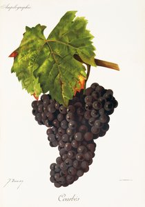 Courbes druva av J. Troncy av Jules Troncy