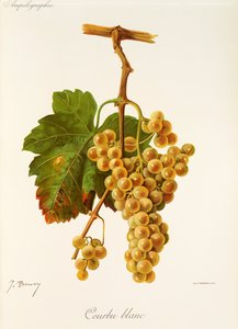 Courbu Vit druva av J. Troncy av Jules Troncy