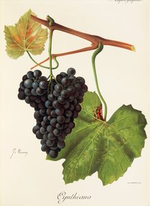 Cynthianadruva av J. Troncy av Jules Troncy
