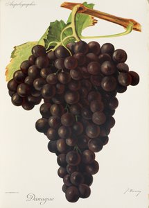 Danugue druva av J. Troncy av Jules Troncy