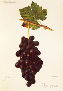 Djovazani druva av J. Troncy av Jules Troncy