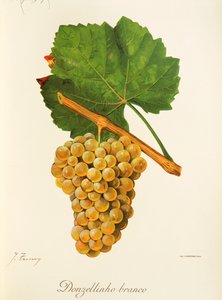 Vit damsel druva av J. Troncy av Jules Troncy