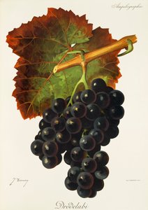 Drodelabi druva av J. Troncy av Jules Troncy