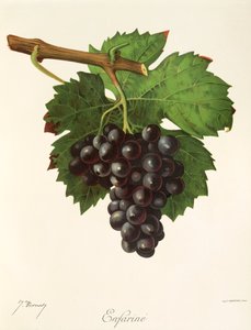 swedish av Jules Troncy
