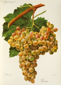 Farana druva av J. Troncy av Jules Troncy