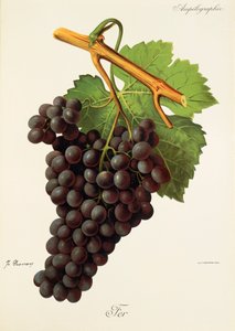 Fer druva av J. Trncy av Jules Troncy