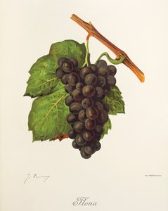 Flona druva av J. Troncy av Jules Troncy