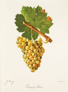 Gamay Blanc druva av J. Troncy av Jules Troncy