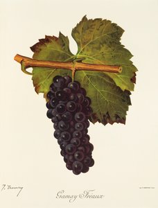 Gamay Freaux druva av J. Troncy av Jules Troncy