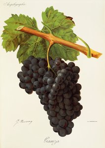 Gamza druva av J. Troncy av Jules Troncy