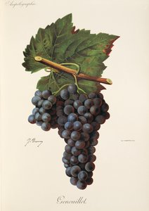 Genouillet druva av J. Troncy av Jules Troncy