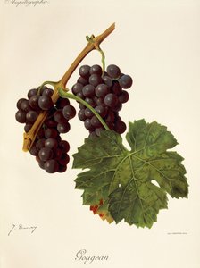 Gougean druva av J. Troncy av Jules Troncy