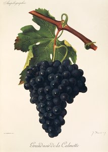 Grand-Noir-de-la-Calmette druva av J. Troncy av Jules Troncy