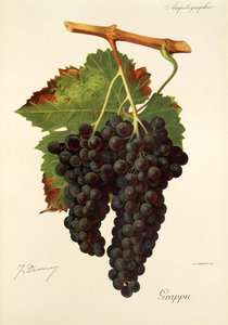 Grappudruva av J. Troncy av Jules Troncy