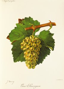 Gros Sauvignon druva av J. Troncy av Jules Troncy