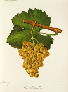 Gros Semillon druva av J. Troncy av Jules Troncy