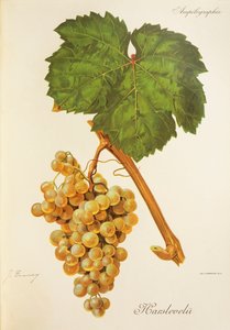 Harslevelu druva av J. Troncy av Jules Troncy