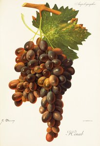 Henab Noir druva av J. Troncy av Jules Troncy