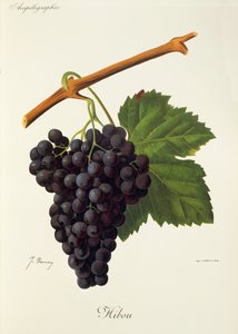 Uggladruva av J. Troncy av Jules Troncy