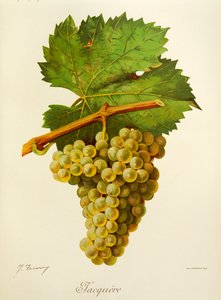 Jacquere druva av J. Troncy av Jules Troncy