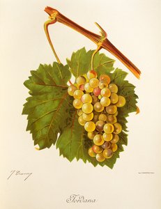 Jordana druva av J. Troncy av Jules Troncy