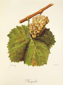 Kniperle druva av J. Troncy av Jules Troncy