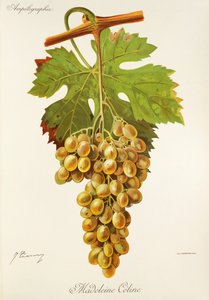 Madeleine Celine druva av J. Troncy av Jules Troncy