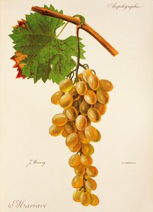 Marravi druva av J. Troncy av Jules Troncy