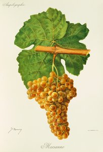 Marsanne druva av J. Troncy