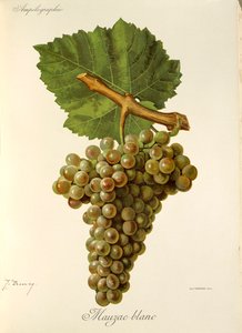 Mauzac Blanc druva av J. Troncy av Jules Troncy