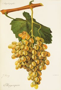 Mayorquin druva av J. Troncy av Jules Troncy