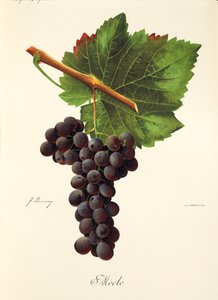 Mecle druva av J. Trancy av Jules Troncy