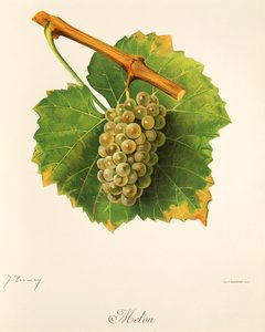 Melondruva av J. Troncy av Jules Troncy