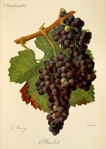 Merlotdruva av J. Troncy