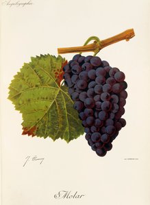 Molar druva av J. Troncy av Jules Troncy