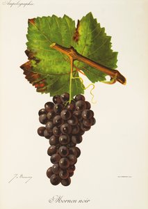 Mornen Noir druva av J. Troncy av Jules Troncy