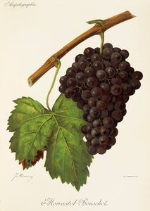 Morrastel-Bouschet druva av J. Troncy av Jules Troncy