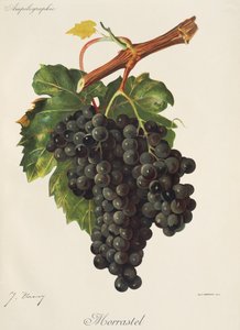 Morrastel druva av J. Troncy av Jules Troncy