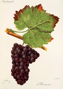 Mourac-druvan av J. Troncy av Jules Troncy