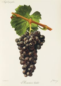 Mourisco Tinto druva av J. Troncy av Jules Troncy