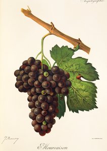 Mourvaison druva av J. Troncy av Jules Troncy
