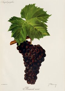 Muscat Noir druva av J. Troncy av Jules Troncy