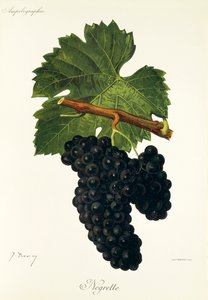 Negrette druva av J. Troncy av Jules Troncy