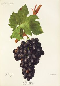 Oeillade druva av J. Troncy av Jules Troncy
