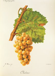 Ondenc druva av J. Trancy av Jules Troncy